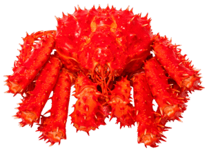 Red Alaskan King Sea Crab