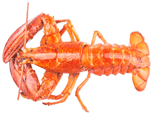 Norwegian Lobster