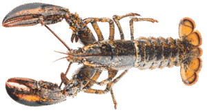Boston Lobster